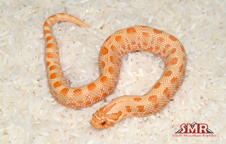 Albino Anaconda Hognose 8" Male for sale by South Mountain Reptiles
