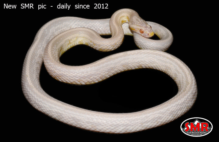 Snow Tessera 32" Female for sale by South Mountain Reptiles