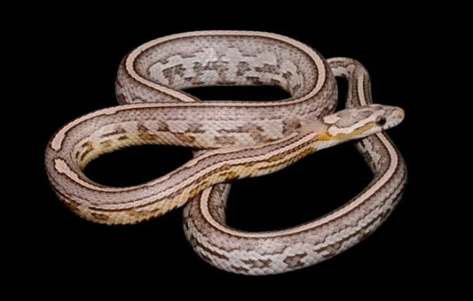 Story of the Specter corn snake morph