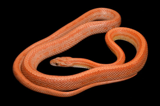 Close-up of an orange corn snake coiled on a black background, showing smooth scales and pattern