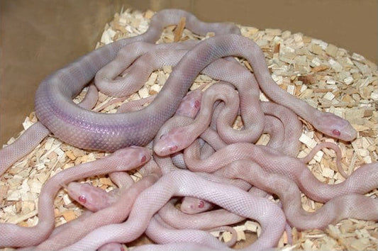 Cluster of pale albino corn snakes with pink eyes on wood shavings bedding