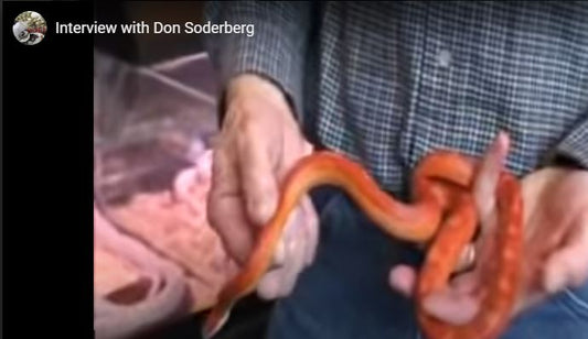 Person holding a bright orange and red snake in both hands, wearing a checkered shirt
