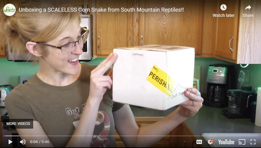 Emily from Snake Discovery Unboxes Scaleless Corn Snake