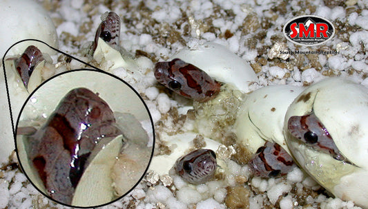 Hatchling snakes emerging from white eggs on soil mixed with perlite, close-up on newborn reptiles