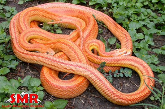 Two bright orange and yellow corn snakes coiled on green leafy ground outdoors