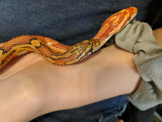 Two corn snake with red and orange scales resting on a person's arm with a gray scrunchie