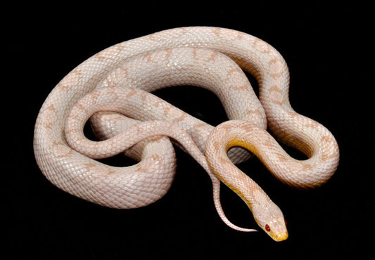 albino snake with pale scales and red eyes coiled on a black background