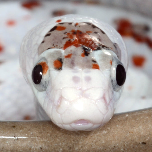 Close-up of a white snake with orange and black spots, showing detailed head scales and dark eyes