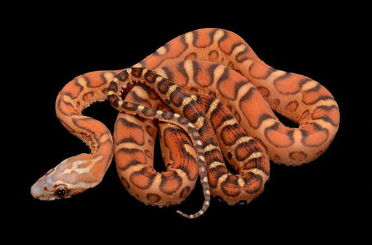 Orange and black patterned snake coiled on black background with smaller snake on top