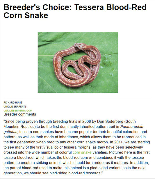Tessera blood-red corn snake coiled on a large green leaf showing red and beige pattern