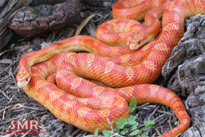 Ultramel corn snake