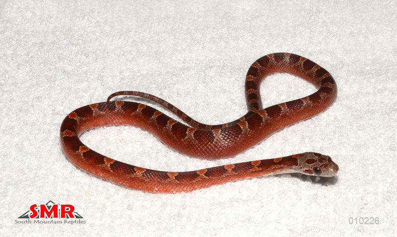 No-white Pied-sided Bloodred 13" Female for sale by South Mountain Reptiles
