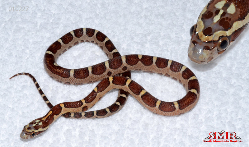 MicroscaleCAhetAN female for sale by South Mountain Reptiles