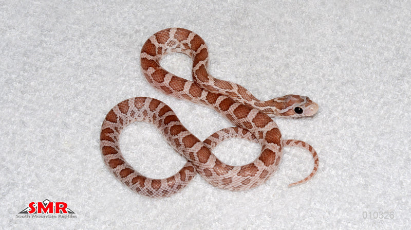 Root Beer Lavender 15" Male for sale by South Mountain Reptiles