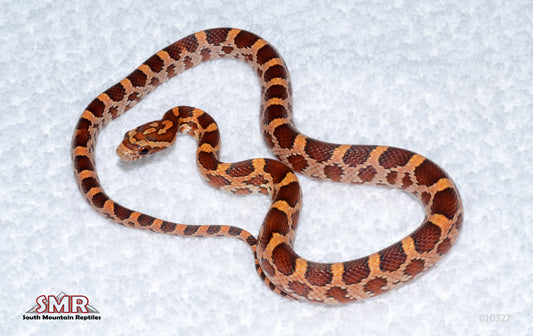 Weirdo male for sale by South Mountain Reptiles