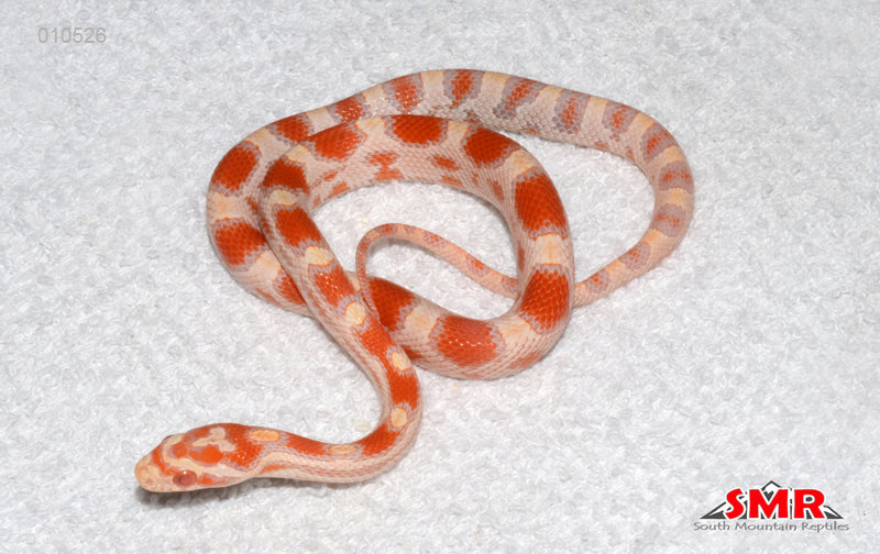 EGG NOG High-white Reverse Okeetee 14" male for sale by South Mountain Reptiles