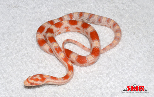 EGG NOG High-white Reverse Okeetee 14" male for sale by South Mountain Reptiles