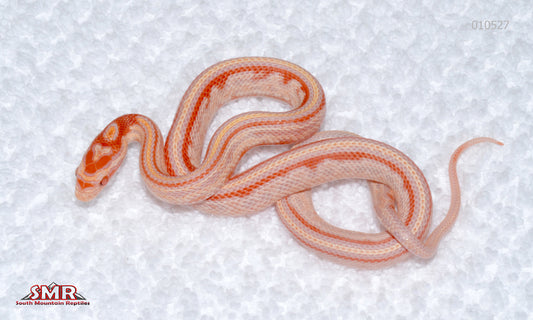 Amel Tessera male for sale by South Mountain Reptiles