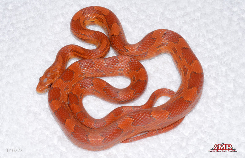 Red Coat Lava male for sale by South Mountain Reptiles