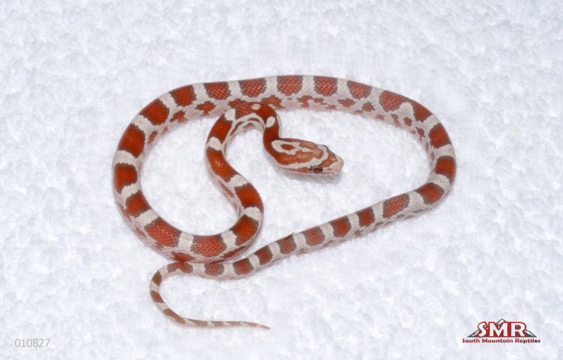 Ultramel Miami female for sale by South Mountain Reptiles