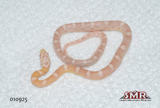 Sunkissed Snow 15" Male