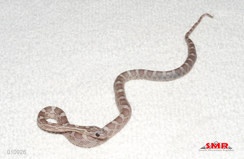 Lava Kastanie 13" female for sale by South Mountain Reptiles