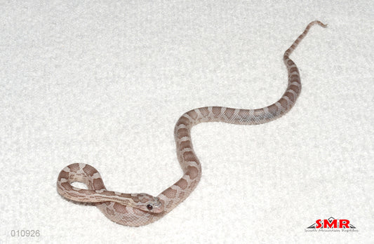 Lava Kastanie 13" female for sale by South Mountain Reptiles