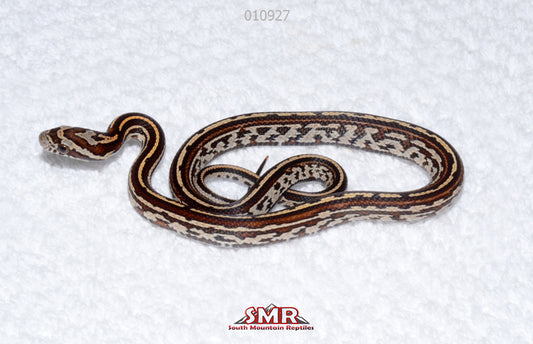 Tessera, het Amel male for sale by South Mountain Reptiles