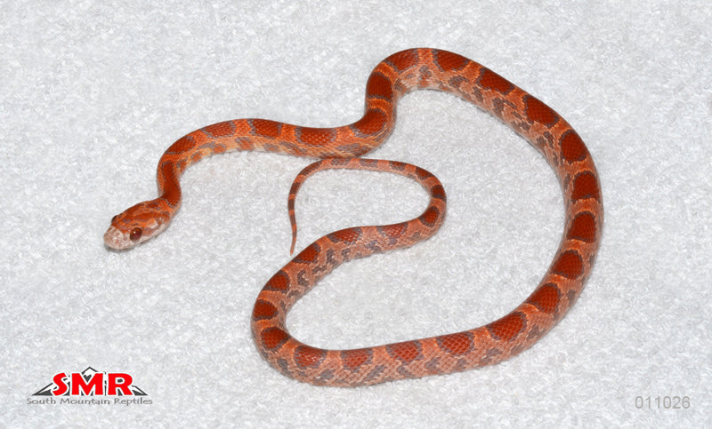 Ultramel Sunkissed Okeetee 16" female for sale by South Mountain Reptiles