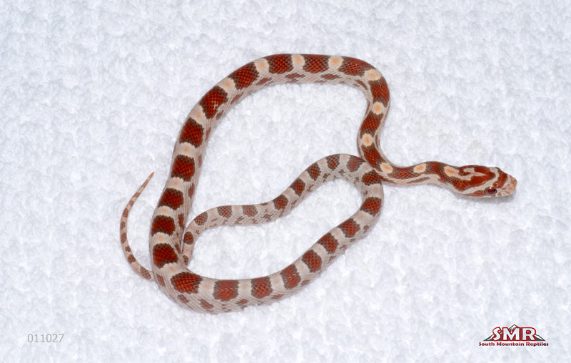 Ultramel Miami male for sale by South Mountain Reptiles