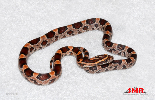 Extreme Okeetee 15" female for sale by South Mountain Reptiles