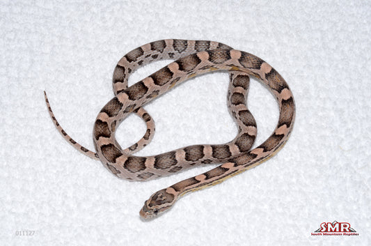 Heliconia 2025 male for sale by South Mountain Reptiles