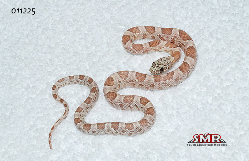 Red Coat Sunkissed Ghost 13" Male