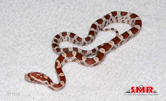 Ultramel 13" female for sale by South Mountain Reptiles