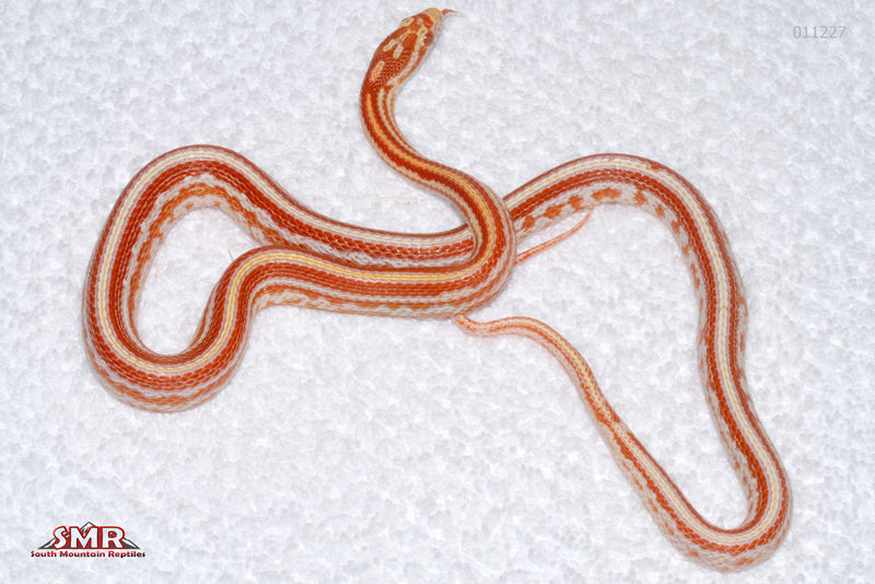 eXtreme Amel Tessera male for sale by South Mountain Reptiles