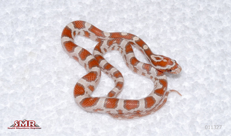 Ultramel Miami female for sale by South Mountain Reptiles