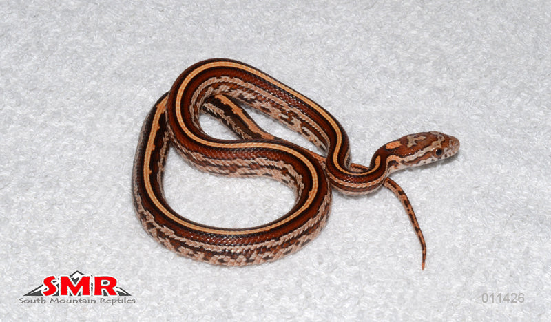 Tessera 12" male for sale by South Mountain Reptiles