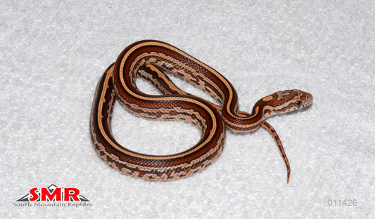 Tessera 12" male for sale by South Mountain Reptiles