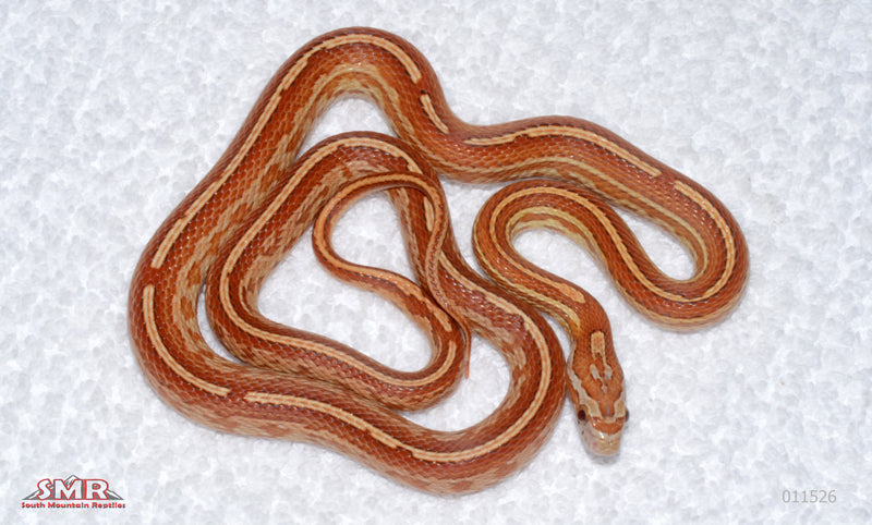 Tessera 2025 female for sale by South Mountain Reptiles