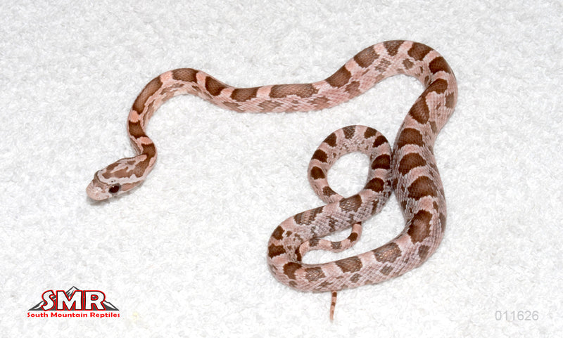 Heliconia 13" male for sale by South Mountain Reptiles