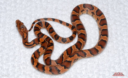 Exreme Banded Okeetee male for sale by South Mountain Reptiles