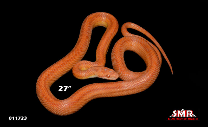 Striped Red Factor Amel 27" Male