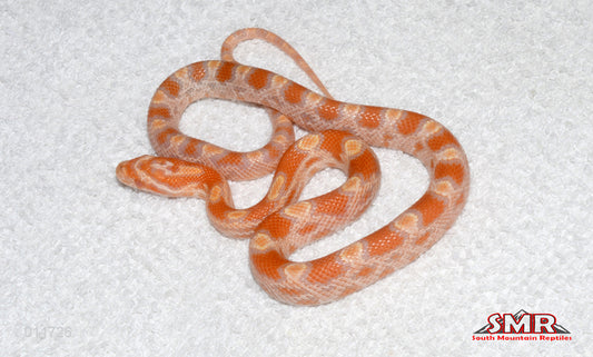 Buf Reverse Okeetee 13" male for sale by South Mountain Reptiles