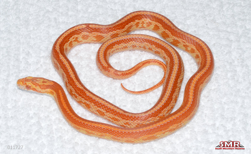 Amel Tessera, pos het Kastanie female for sale by South Mountain Reptiles