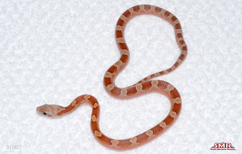 Bloodred, pos het Pied-sided male for sale by South Mountain Reptiles