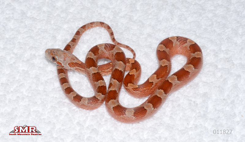 Bloodred, pos het Pied-sided male for sale by South Mountain Reptiles