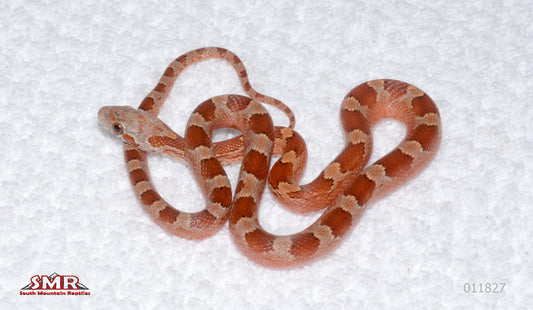 Bloodred, pos het Pied-sided male for sale by South Mountain Reptiles
