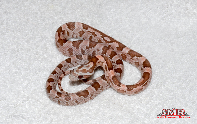 Heliconia 14" male for sale by South Mountain Reptiles