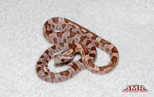 Heliconia 14" male for sale by South Mountain Reptiles