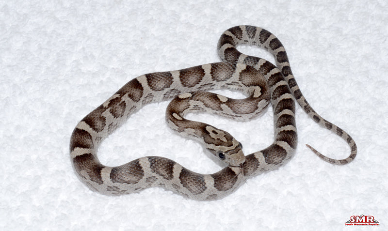 Anery female for sale by South Mountain Reptiles